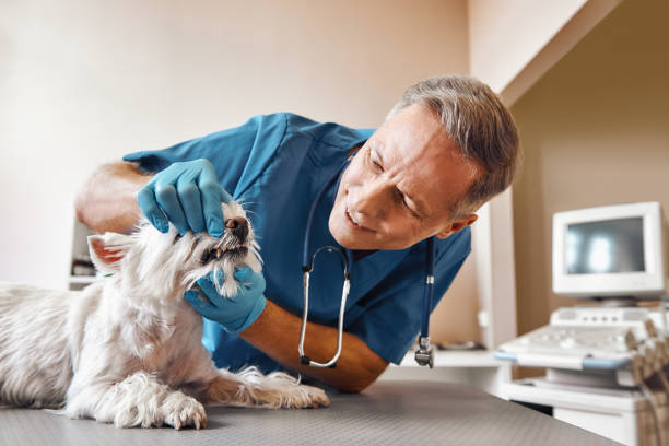 Best Emergency Treatment for Dental Infections or Abscesses in Malone, FL